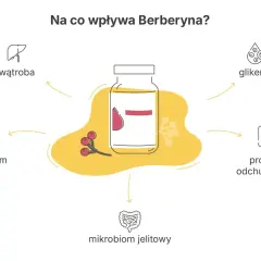 Berberyna wspiera proces odchudzania, reguluje glikemię, lipidogram, pracę wątroby i mikrobiom jelitowy.