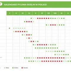 Kalendarz pylenia roślin w Polsce. W marcu pylą leszczyna, olsza, brzoza i topola, z różnym nasileniem.