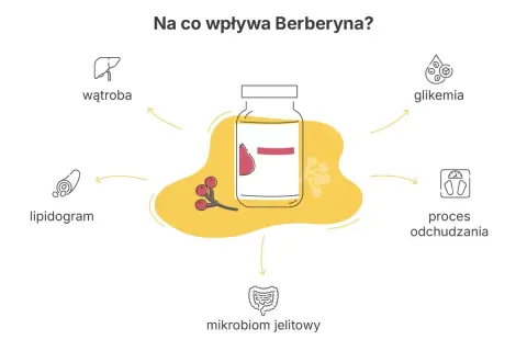 Berberyna wspiera proces odchudzania, reguluje glikemię, lipidogram, pracę wątroby i mikrobiom jelitowy.