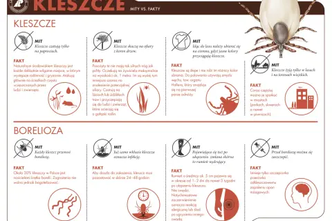 Kleszcze czają się w trawie i na krzewach, nie tylko na paprociach. Czystek na kleszcze nie jest skuteczną metodą ochrony.