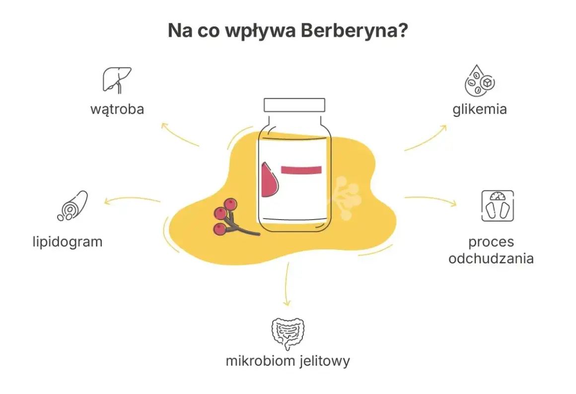 Berberyna wspiera proces odchudzania, reguluje glikemię, lipidogram, pracę wątroby i mikrobiom jelitowy.